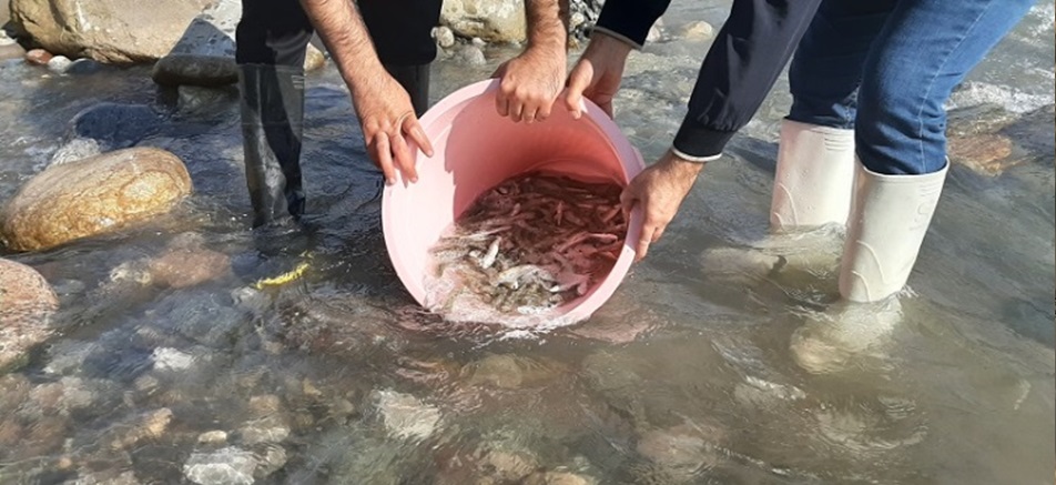 همکاری اجرایی و نظارت مرکز تحقیقات ماهیان سردآبی کشور بر رهاسازی بچه‌ماهیان آزاد دریای خزر